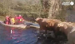 VIDÉO.  Avec leurs kayaks, ils sauvent 50 vaches piégées par la montée des eaux près de Nantes