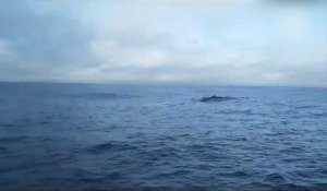 VIDÉO. Transat Jacques Vabre : la rencontre magique de Loison et Jossier avec une baleine