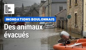 Évacuation d'animaux à Saint-Étienne-au-Mont après les inondations