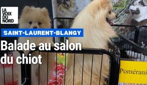 Le salon du chiot, c'est encore ce dimanche à Artois Expo (Saint-Laurent-Blangy)