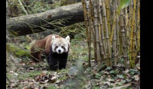 VIDÉO. Disparu du zoo après la tempête Ciaran, le panda roux a été retrouvé