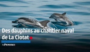 Des dauphins au chantier naval de La Ciotat