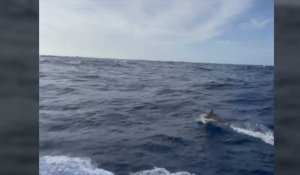 VIDÉO. « Salut les copains ! » : des dauphins accompagnent un Class40 sur la Transat Jacques Vabre
