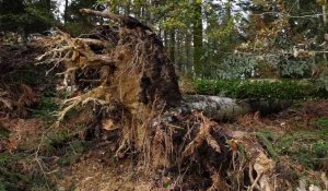 Tempête Ciaran : Les forêts finistériennes sont dévastées