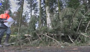 Les forêts bretonnes durement frappées par la tempête Ciaran 