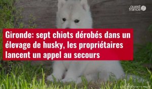 VIDÉO. Gironde: sept chiots dérobés dans un élevage de husky, les propriétaires lancent un appel