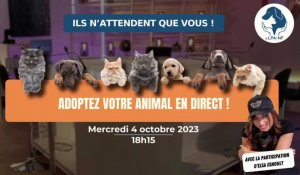 Evènement : Adoptez votre animal en direct avec la LPA !