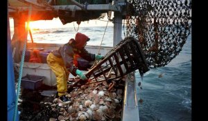 VIDÉO. Vers une saison record pour la coquille Saint-Jacques dans la Manche