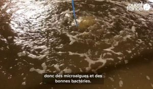 VIDEO. Lisaqua élève des gambas dans une ferme aquacole de Saint-Herblain
