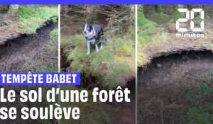 Tempête Babet : Le vent a soulevé le sol d'une forêt en Écosse