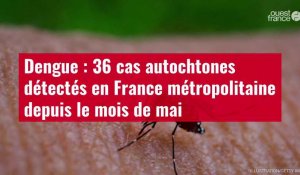 VIDÉO. Dengue : 36 cas autochtones détectés en France métropolitaine depuis le mois de mai
