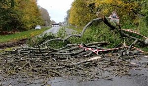 Compiègne. Déraciné par la tempête, un arbre se couche sur la RN 31 sur la route de Soissons