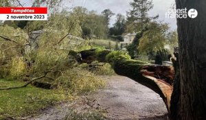 VIDÉO. La tempête Ciaran abat un saule pleureur dans les jardins du musée de Vire Normandie 