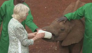 La reine Camilla visite un orphelinat pour éléphants pendant sa visite d'État au Kenya