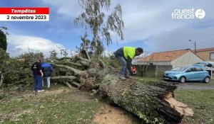 VIDEO. La tempête Ciaran a causé des dégâts à La Croix-Moriceau, à La Haye-Fouassière, près de Nantes
