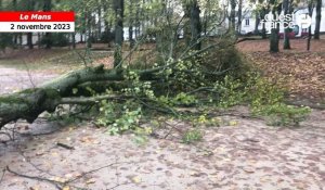 VIDÉO. Tempête Ciaran : au Mans, un arbre déraciné par le vent tombe aux Quinconces