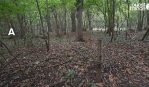 VIDEO. Alternative aux cimetières, la forêt cinéraire ou le repos éternel au pied d'un arbre