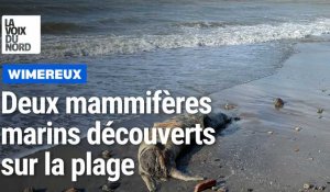 Des mammifères marins morts s’échouent sur la plage des dunes de la Slack