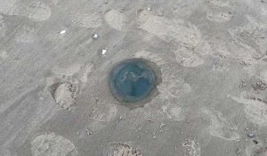 Des méduses bleues s’échouent sur la plage d’Équihen-Plage