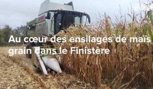VIDEO. Au cœur des moissons de maïs grain dans le Finistère