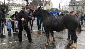 VIDÉO. La race du cheval breton, un patrimoine à préserver à la foire aux chevaux de Carhaix 