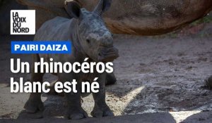 Carnet rose : un rhinocéros blanc est né à Pairi Daiza