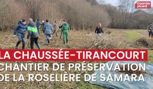 Chantier de préservation de la roselière de Samara à La Chaussée-Tirancourt