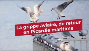 La grippe aviaire revient en Picardie maritime