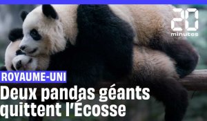 Royaume-Uni : Après 12 ans, deux pandas géants quittent l’Ecosse pour retourner en Chine