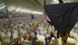 Taulé : Le spectre de la grippe aviaire plane toujours