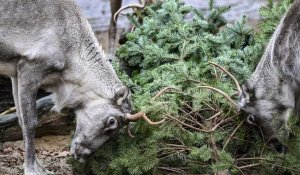 Allemagne : au zoo de Berlin, les animaux raffolent des sapins de Noël