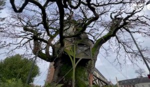 VIDÉO. En Normandie, ce chêne millénaire est le plus vieux de France