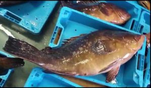 100 kilos de mérous venus de Corse débarqués à Llançà en Espagne 