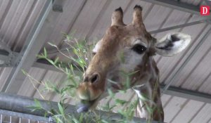 Haute-Garonne.Le zoo African Safari propose de donner le petit déjeuner aux girafes et aux suricates