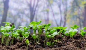 Des plantes pour guérir les sols pollués