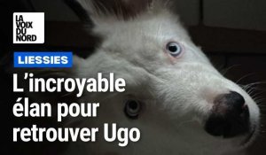 L'incroyable mobilisation pour retrouver le chien Ugo, en Sambre-Avesnois