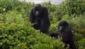Rwanda : augmentation du nombre de gorilles des montagnes