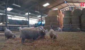 Tarn.Crystèle Gourjad élève des chèvres dans sa ferme pédagogique