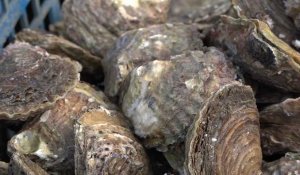 Consommation : pas présence de norovirus dans les huîtres bretonnes