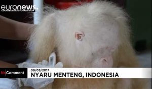 Un orang-outan albinos sauvé à Bornéo