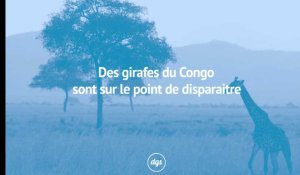 Des girafes du Congo sont sur le point de disparaitre