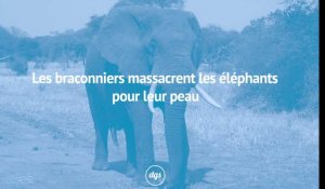 Les braconnisers massacrent les éléphants pour leur peau