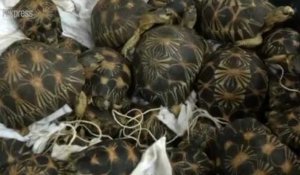 Malaisie: 330 tortues rares retrouvées dans des valises