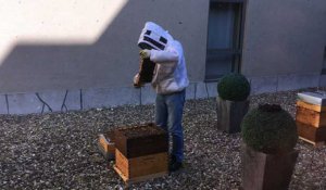 Des abeilles à l'hôtel Alizé à Mouscron