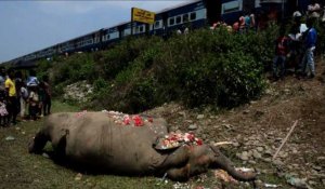 Inde: un éléphant tué par un train près de Siliguri