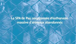 La SPA de Pau soupçonnée d'euthanasie massive d'animaux abandonnés