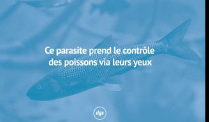 Ce parasite prend le contrôle des poissons via leurs yeux