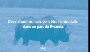 Des rhinocéros réintroduits dans un parc du Rwanda