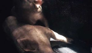 L214 : la nouvelle vidéo choc sur le gazage des cochons dans un abattoir (vidéo) 