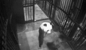 Un Bebe Panda Tres Peureux Sur Orange Videos